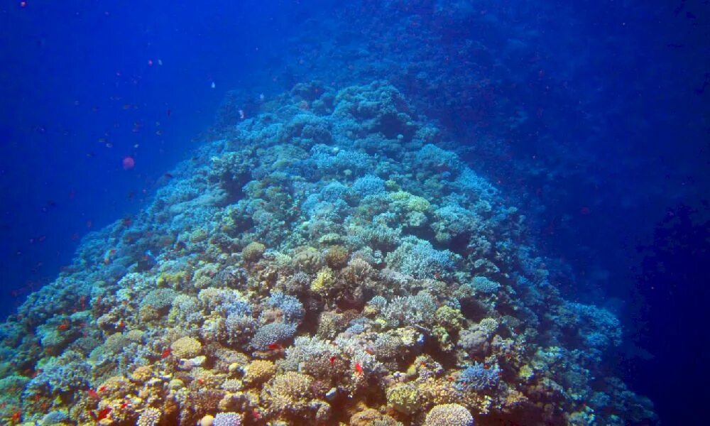 Акватория красного моря. Планктон в Красном море. Дно красного моря. Виды красного моря. Какого океана является красное море