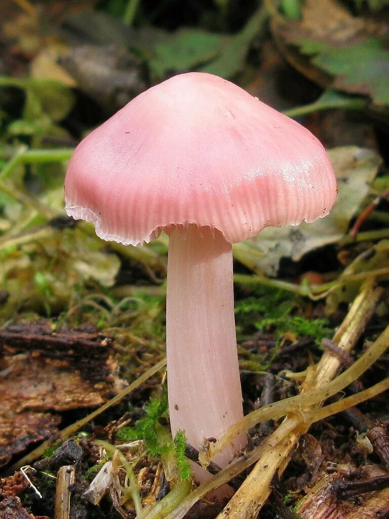 Гриб сыроежка розовый. Mycena rosea. Мицена розовая Mycena rosea. Mycena rosea грибы. Сыроежка розовая.