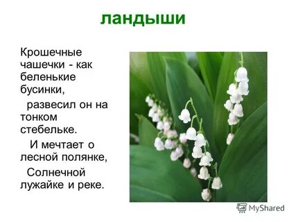 Ландыши 2 текст