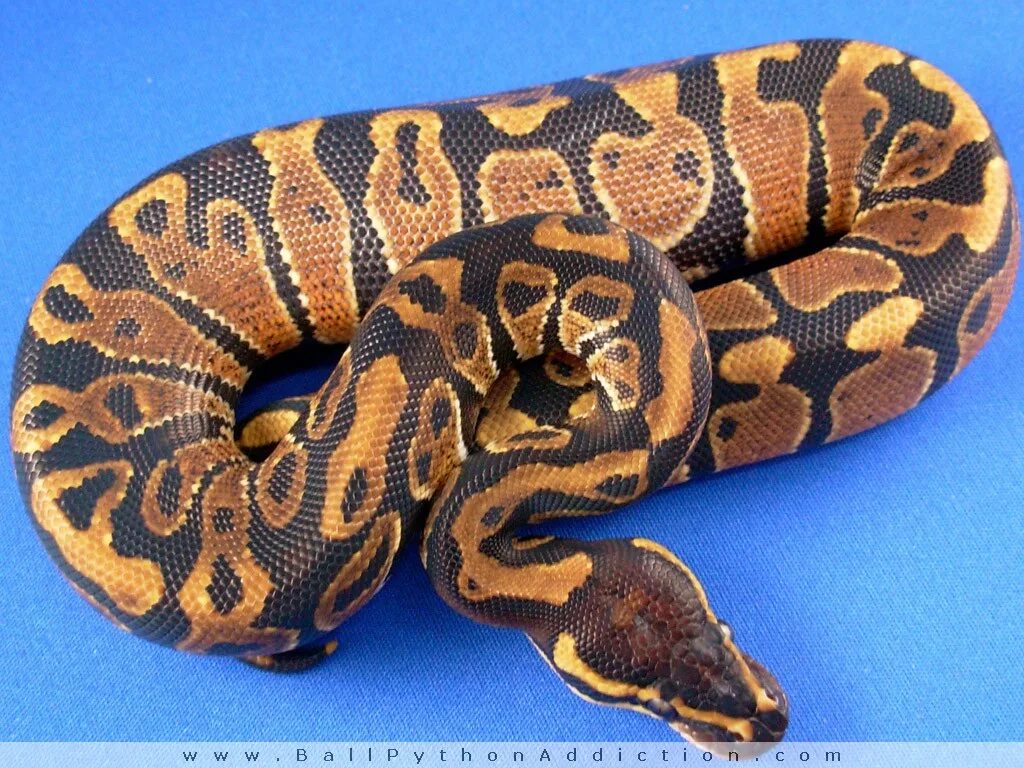 Heading python