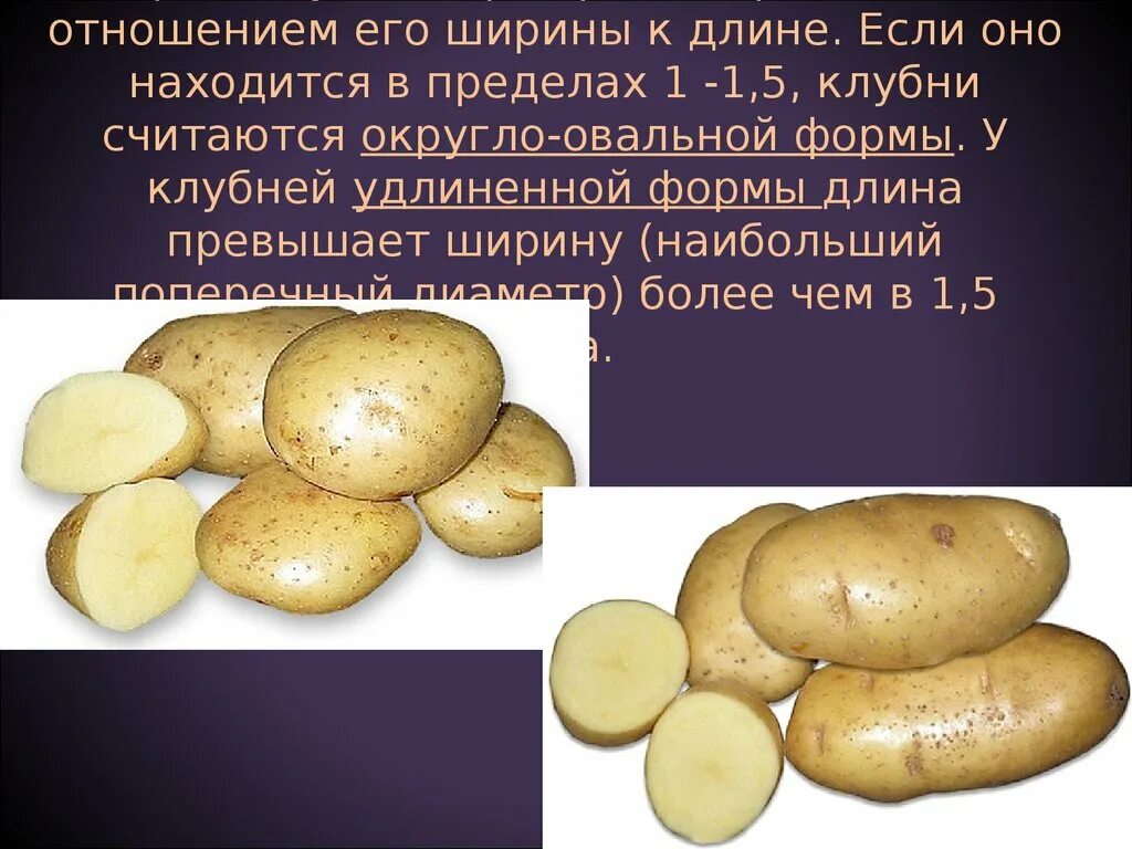 Картофель какая среда. Форма картофеля. Форма клубней картофеля. Картофель продолговатой формы. Описание клубня картофеля.