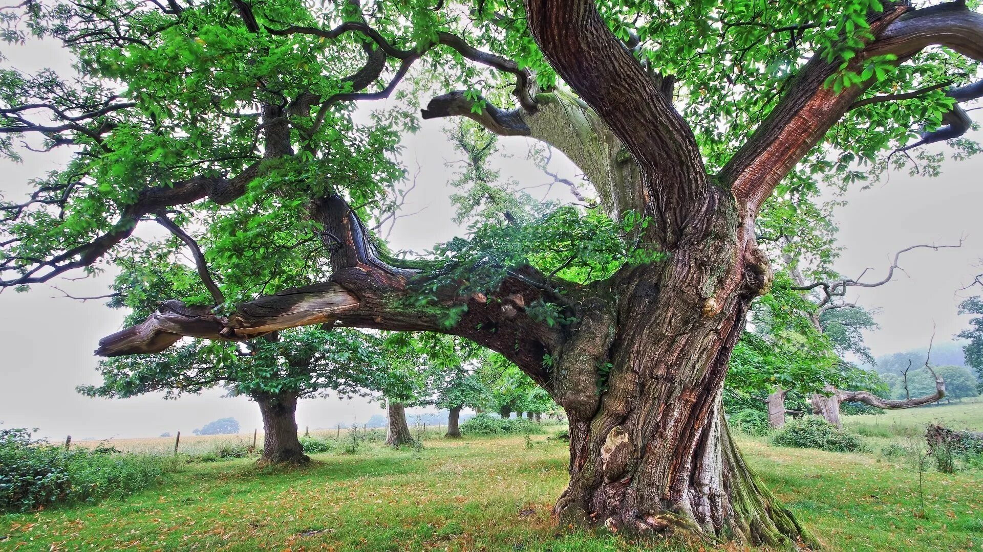 Nvim tree