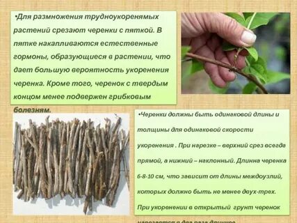 Размножение лаврового листа