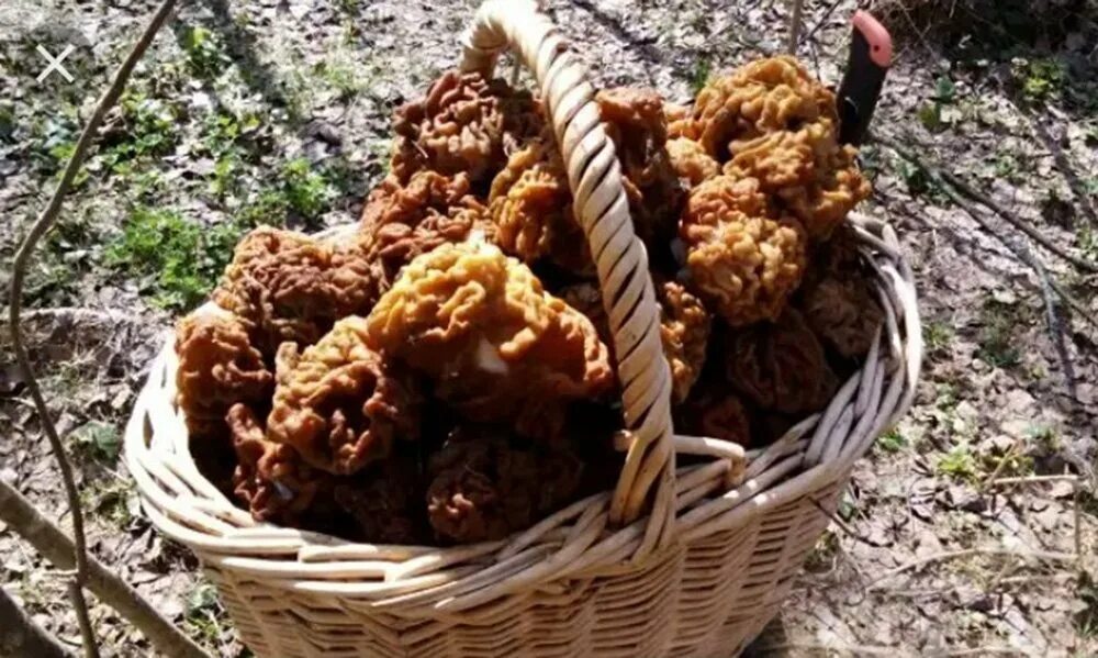 Где растут сморчки и строчки. Сморчок и строчок. сморчки весенние. строчки и сморчки грибы. сморчки полянами.