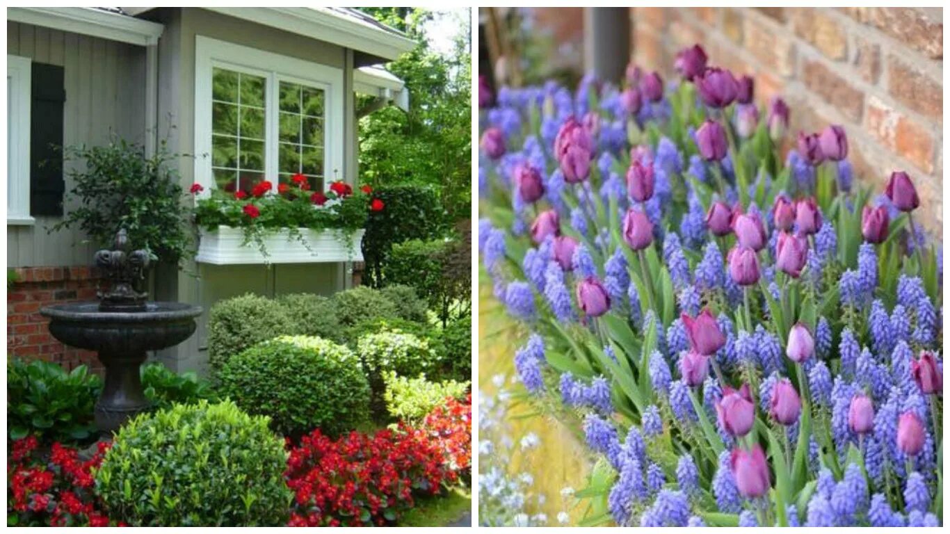 Гиацинт рабатка. Весенний палисадник тюльпаны. Цветы перед домом. Неприхотливые цветы для дачи.