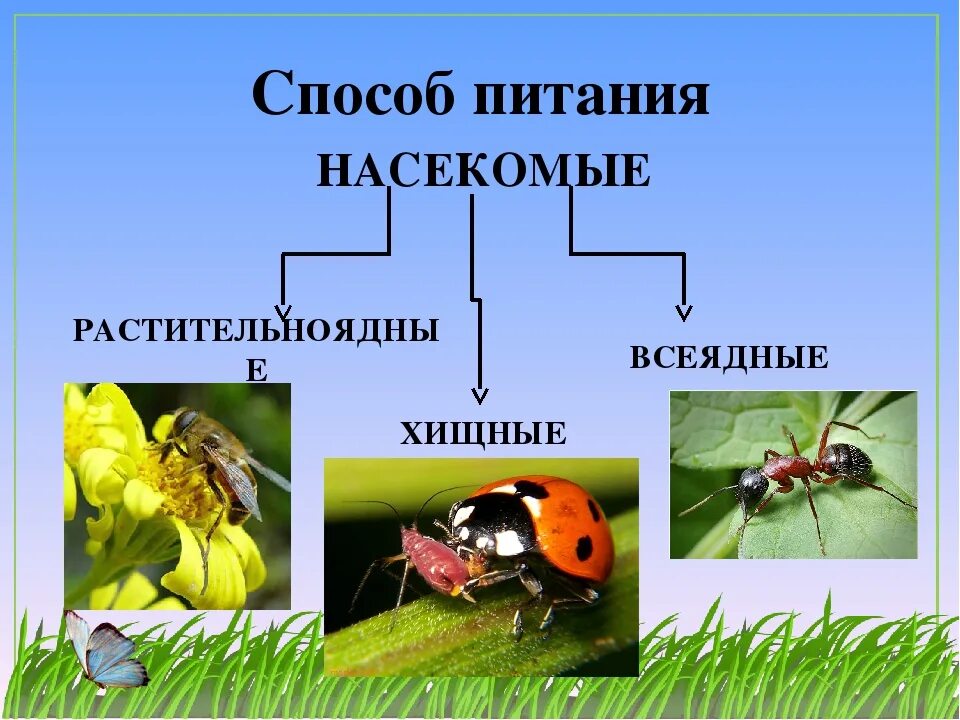 Насекомые относятся к царству. Питание насекомых. Растительноядные насекомые. Способы питания насекомых. Насекомые Хищные и растительноядные.