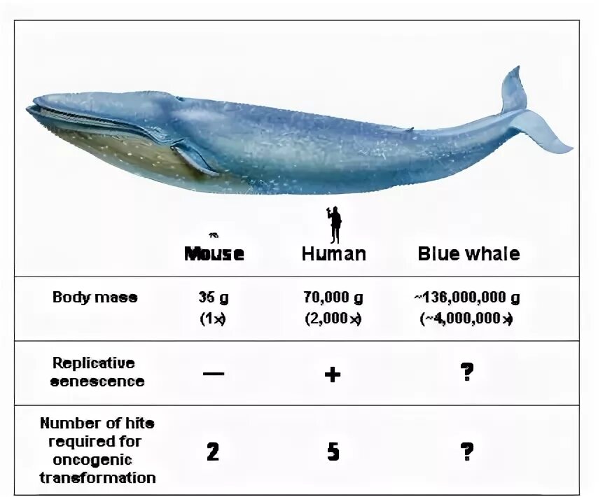 Синий кит Размеры. Голубой кит Размеры. Синий кит в сравнении с человеком. Сколько весит синий кит.