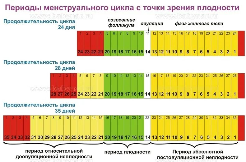 Когда месячные начинаются даты. Овуляция в зависимости от продолжительности цикла. Период фертильности при цикле 28. Цикл график месячные. Как посчитать дни цикла месячных.