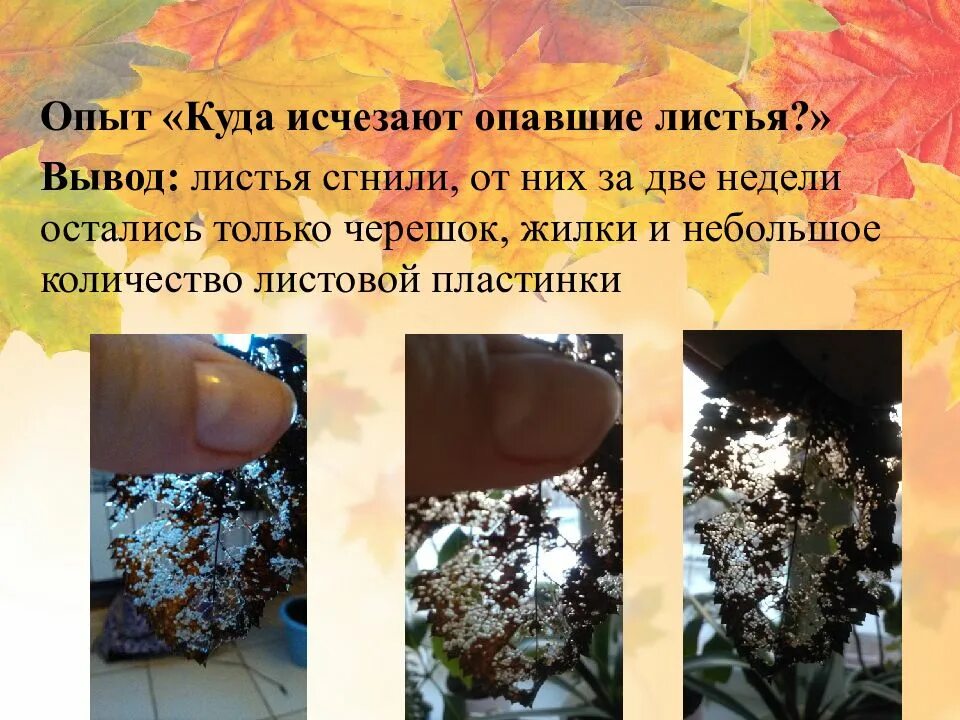 Куда деваются листья. Куда исчезают опавшие листья. куда деваются опавшие листья. исследование опавших листьев. опыты с опавшими листьями.