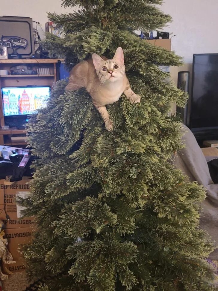 Смешную елочку