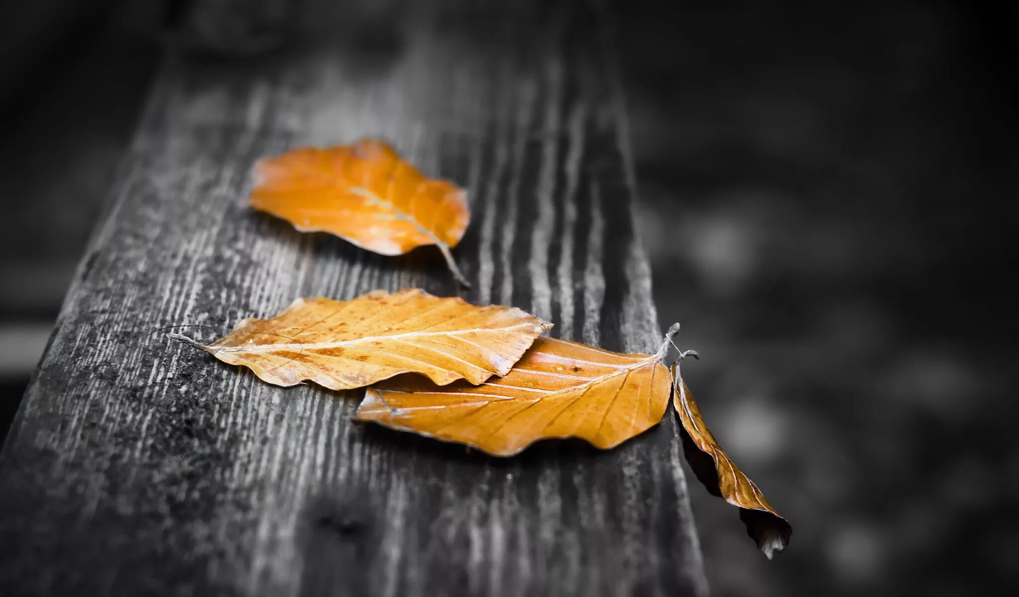 фон дерево. деревянный фон с листьями. лист на столе. прозрачные листья. красивый деревянный фон.
