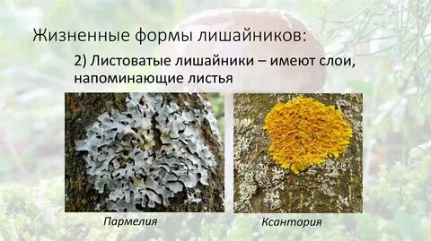 Встречаются в составе лишайников