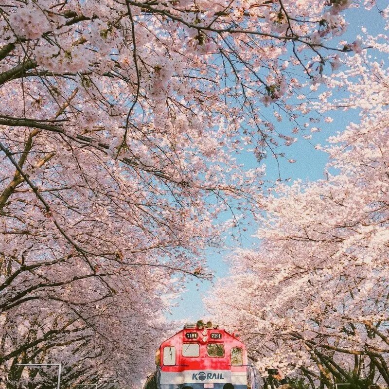 Южные сакуры. Сакура в Корее. Сеул цветение Сакуры. Цветение Сакуры в Южной Корее. Сеул Южная Корея Сакура.