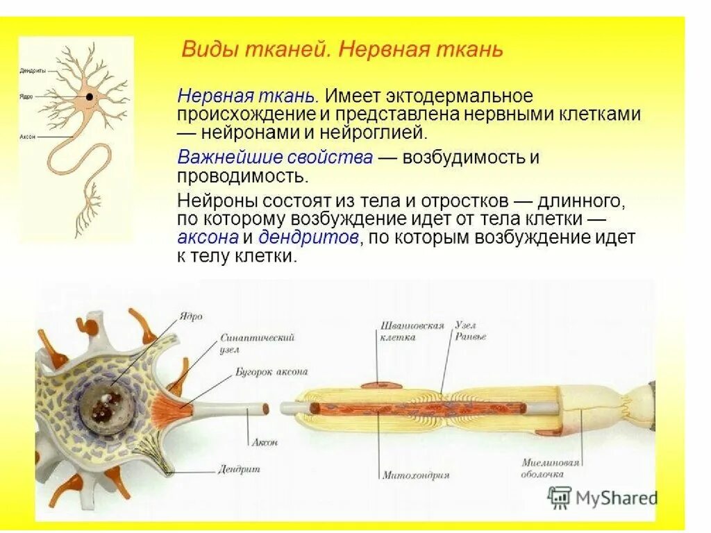 Основная особенность нервной ткани. Нервная ткань. Тип клеток нервной ткани. Нервная ткань типы нервных клеток. Строение нервной ткани человека.