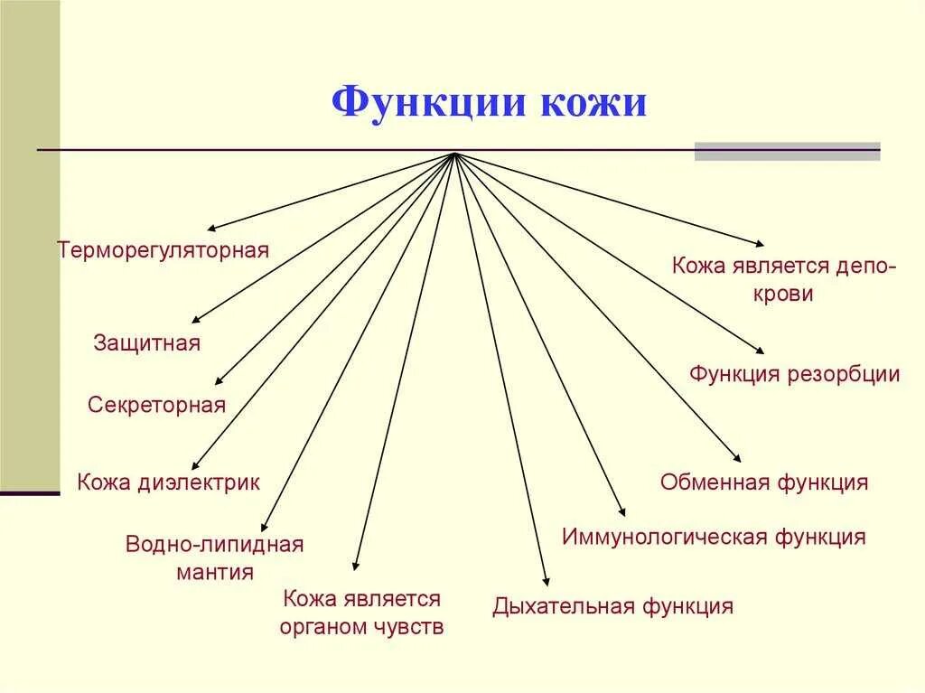 Схема функции кожи 8 класс. Основные функции кожи 8 класс. Функции кожи человека 8 класс биология. Пример защитной функции кожи.