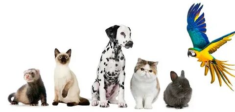 True pets