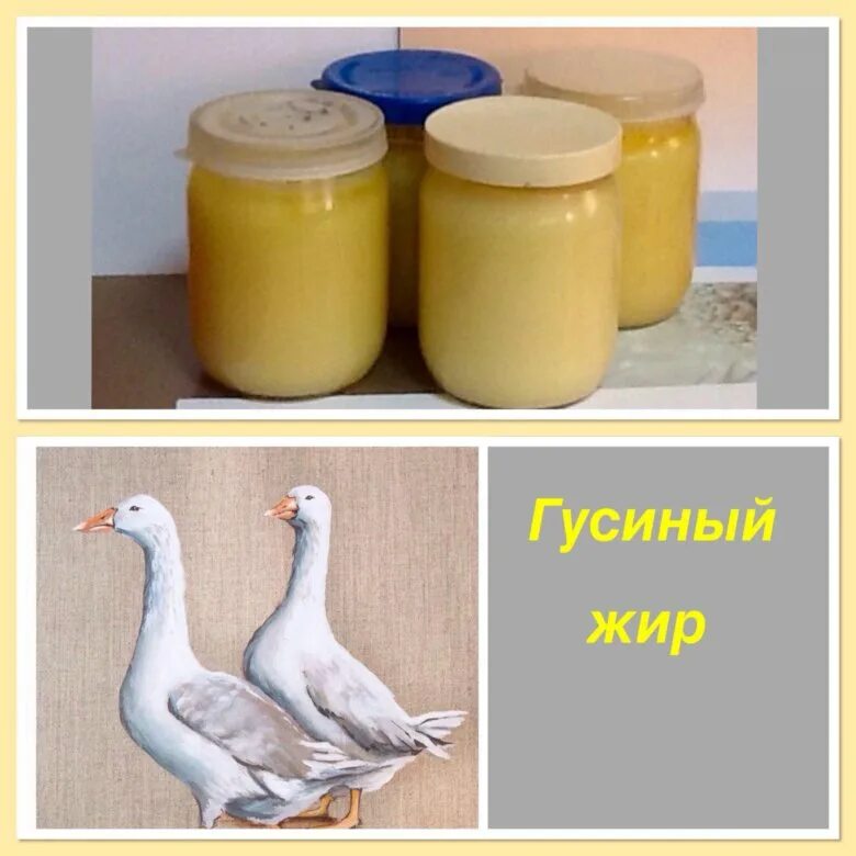 Как правильно гусиный жир. Гусиный жир. жир гусиный топленый. жир гуся. гусиное масло.