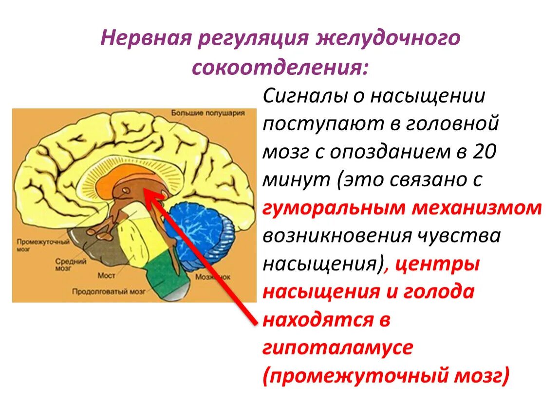 Центр мозга и тела. Гипоталамус центр голода и насыщения. Центры головного мозга. Центры регуляции в головном мозге. Центр голода и центр насыщения в мозгу.