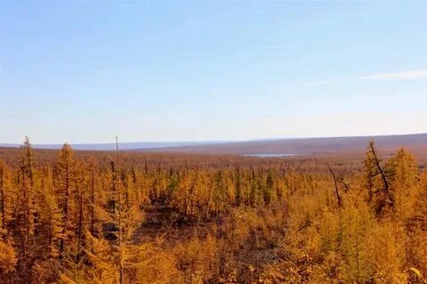 Бескрайняя тайга 1 час