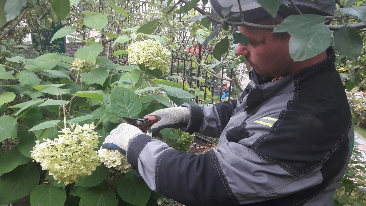 Как обрезать древовидную гортензию осенью правильно. Стрижка гортензии метельчатой осенью. обрезка гортензий наталья петренко. обрезка метельчатой гортензии в октябре. осенняя обрезка гортензии анабель.