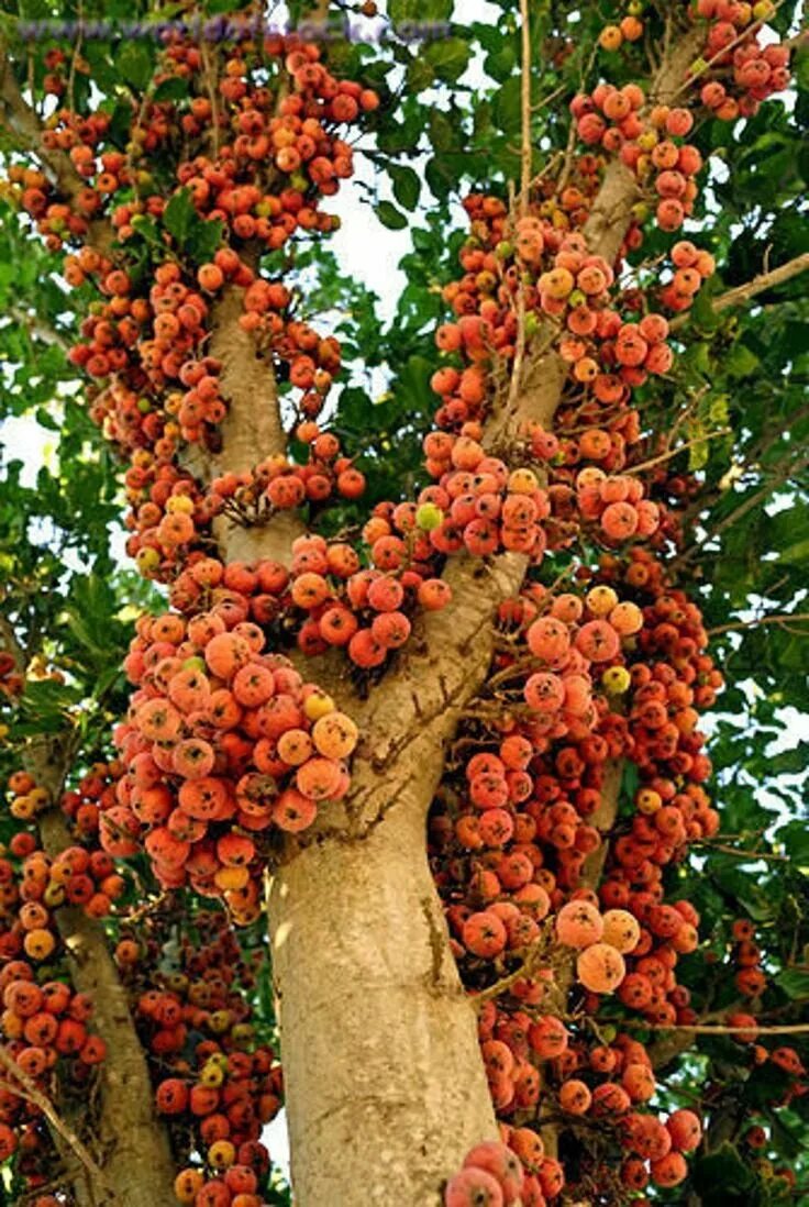 Инжир сикомор. Ficus sycomorus фикус сикомора. сикомор, смоковница. сикомора дерево. фиговое дерево сикомор.