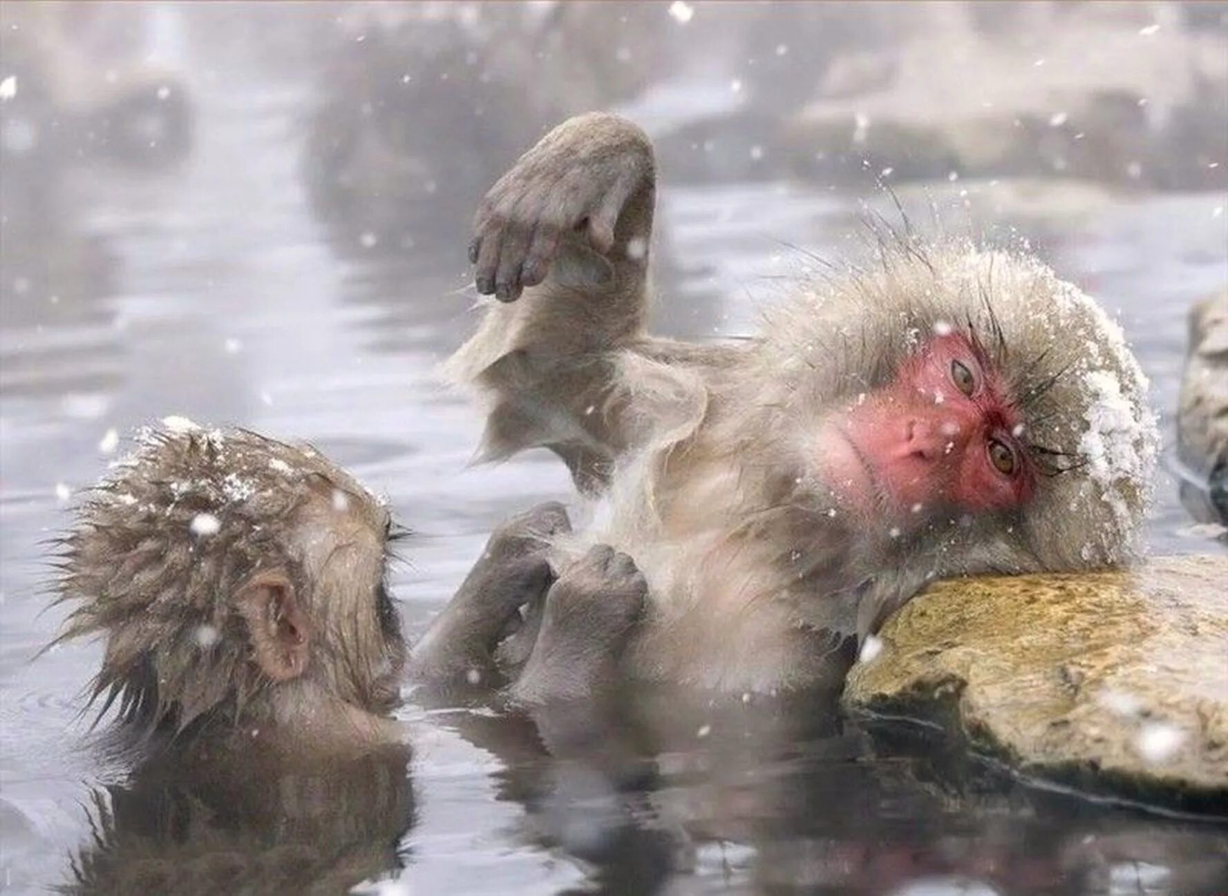 Обезьяна купается в теплой воде. Обезьяны в горячих источниках. Обезьяны купаются в горячих источниках. Обезьяны в термальных источниках. Японские макаки.