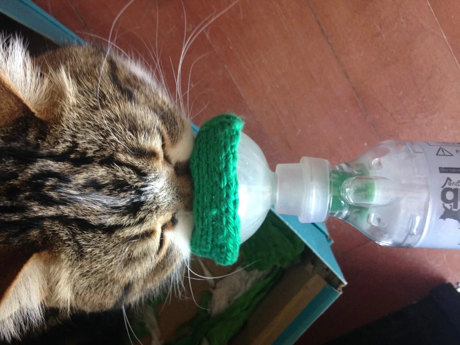 Астма у кота