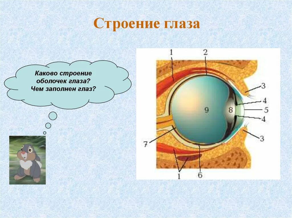Биология строение глаза человека