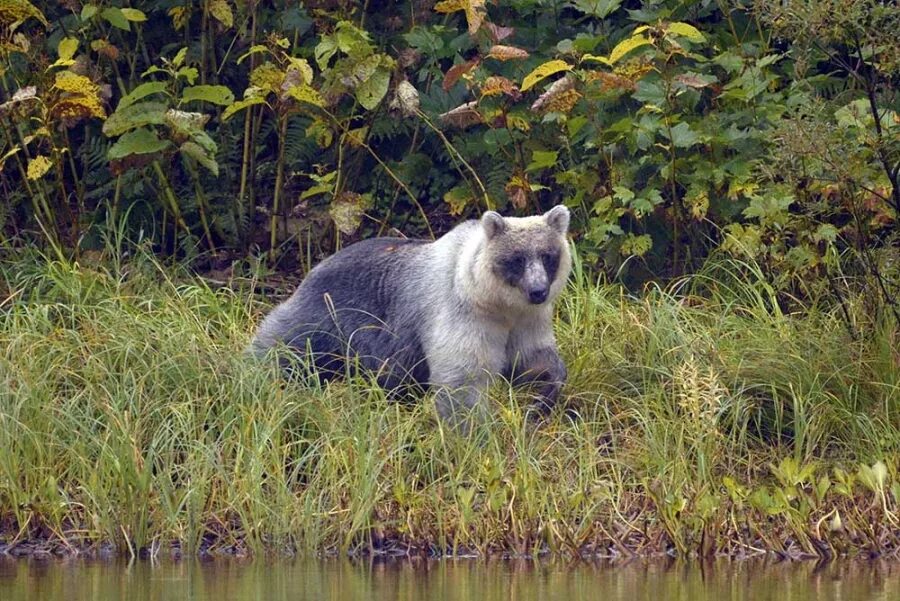 Где калужанину на Сахалине увидеть и попробовать все www.kp40.ru Дзен