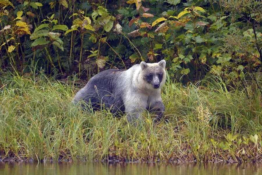 Животные курил