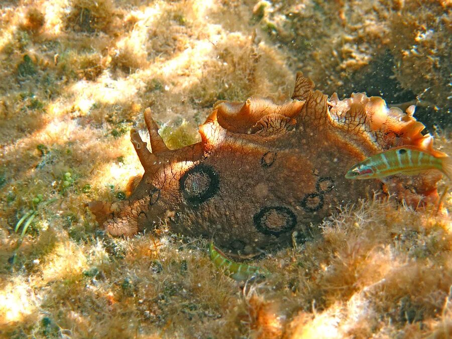 Аплизия морской заяц. Морской заяц брюхоногий моллюск. Аплизия морской моллюск. Морские зайцы Голожаберный моллюск.