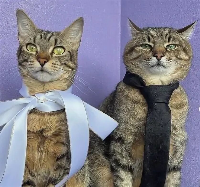 Кто женился на котах Pin on Kiut Cute cats, Funny cat wallpaper, Funny animal pictures