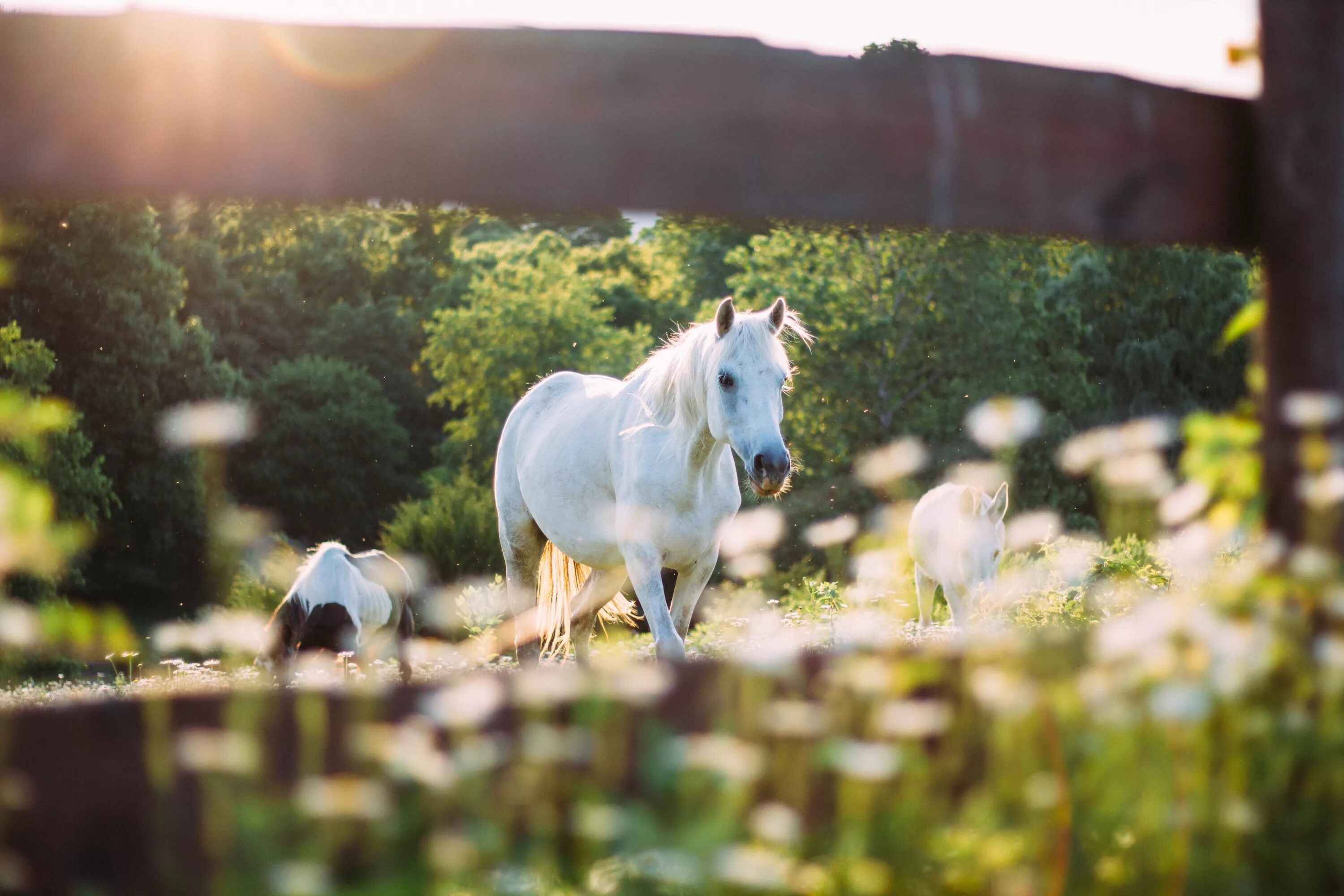 Год лошади животных. Белая лошадь. Лошадь в поле. Красивый белый конь. Лошади на природе.