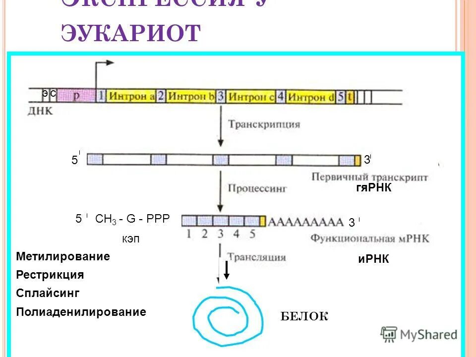 процессинг ррнк у эукариот. транскрипция процессинг трансляция. процессинг матричной рнк биохимия. репликация у эукариот. приводящих при образовании ирнк у эукариот.