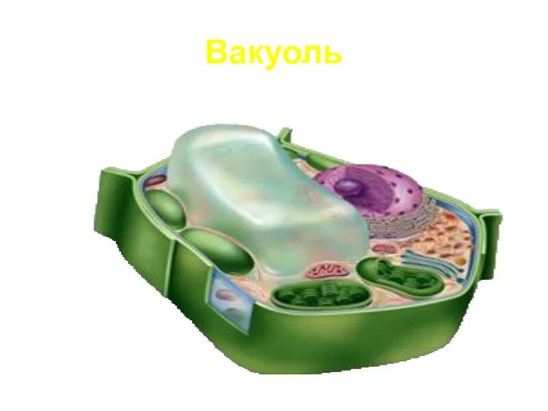 Имеет ли растительная клетка вакуоль. Вакуоль растительной клетки. Центральная вакуоль. Центральная вакуоль растительной клетки. Вакуоль это в биологии.