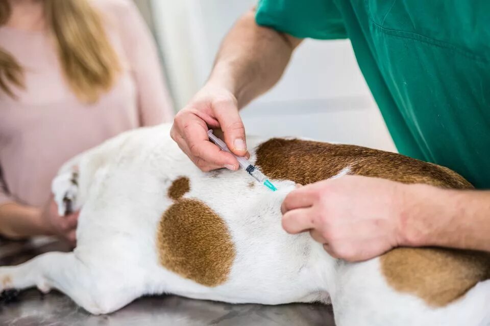 Делают ли собакам прививки от клещей. Дегельминтизация домашних животных.