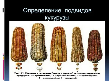 Выведение чистых линий кукурузы