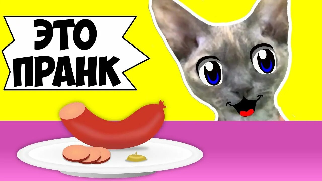 Анука давайка майнкрафт. Пранки для котов. Пранки над котами. ПРАНК над котом. ПРАНК над кошкой.