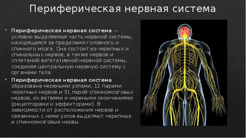 Строение и функции периферической нервной системы. Периферическая нс строение. периферические спинномозговые нервы. периферическая нервная система анатомия. строение периферического нерва неврология.