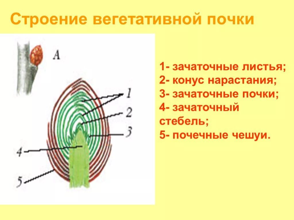 Строение почки 6 класс биология. Биология строение почек вегетативная. Строение вегетативной почки 6. Вегетативная почка это в биологии 6 класс. Рассмотрите изображение генеративной почки и выполните задания