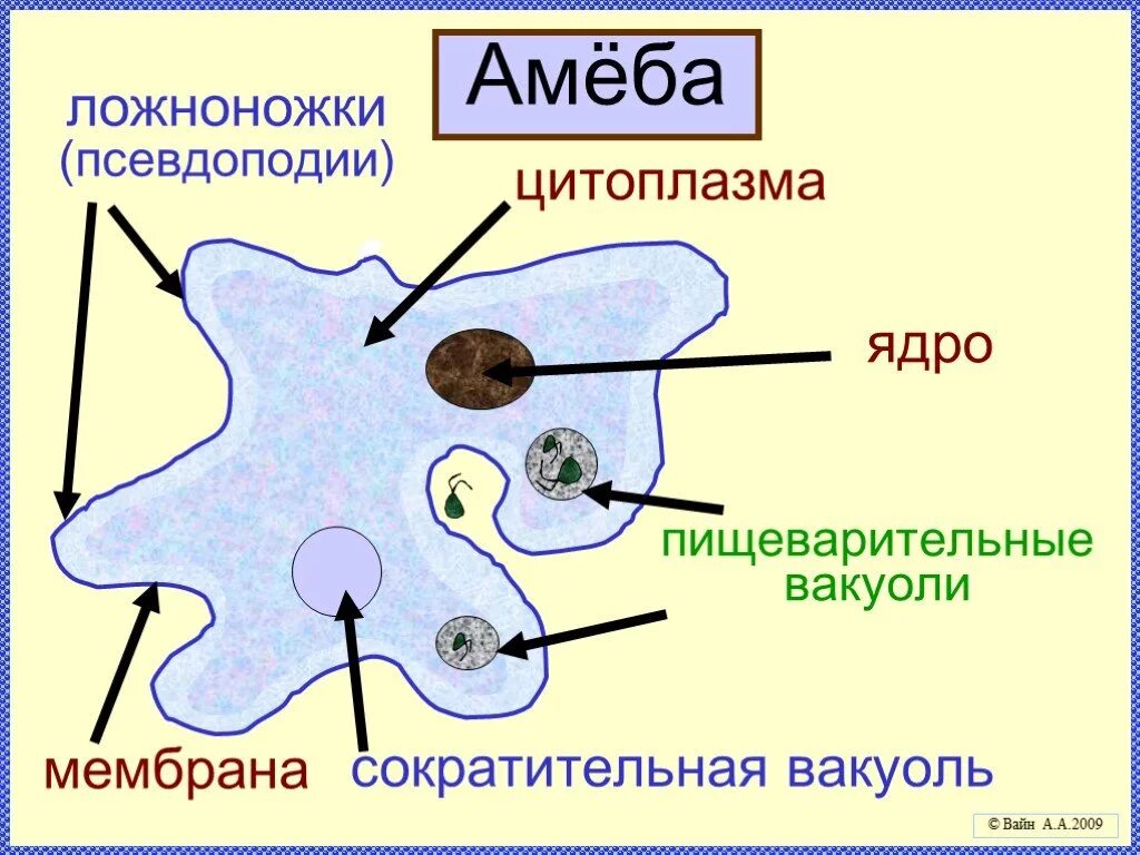 Пищеварительная вакуоль рисунок. Мембрана у амебы обыкновенной. Строение клетки амебы обыкновенной. Строение амебы 5 класс биология. Строение амебы обыкновенной.