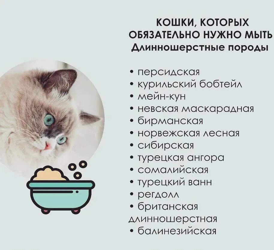 Содержание кота