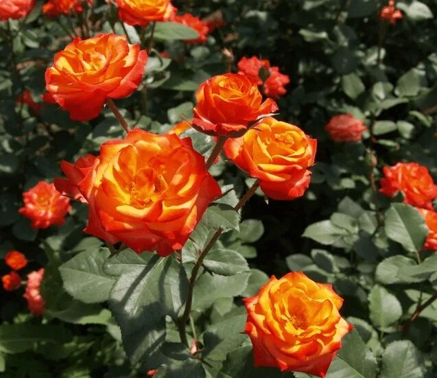 Тайфун taifun роза. Роза тайфун. Роза желтый тайфун. Саженцы розы флорибунда. Гартенспасс gartenspass роза.