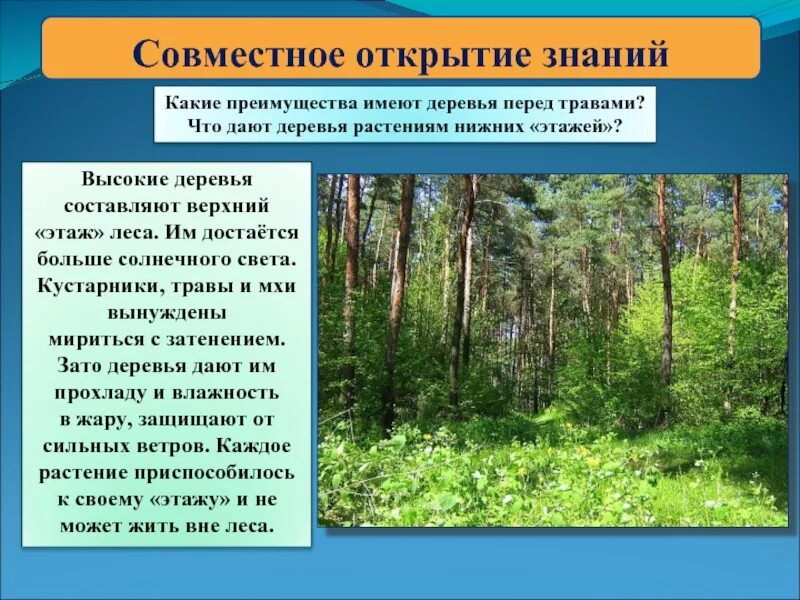 Жизнь леса 2 класс окружающий мир. Сообщение на тему жизнь леса. Лесное сообщество. Лесные производители презентация 3 класс. Жизнь леса 4 класс.