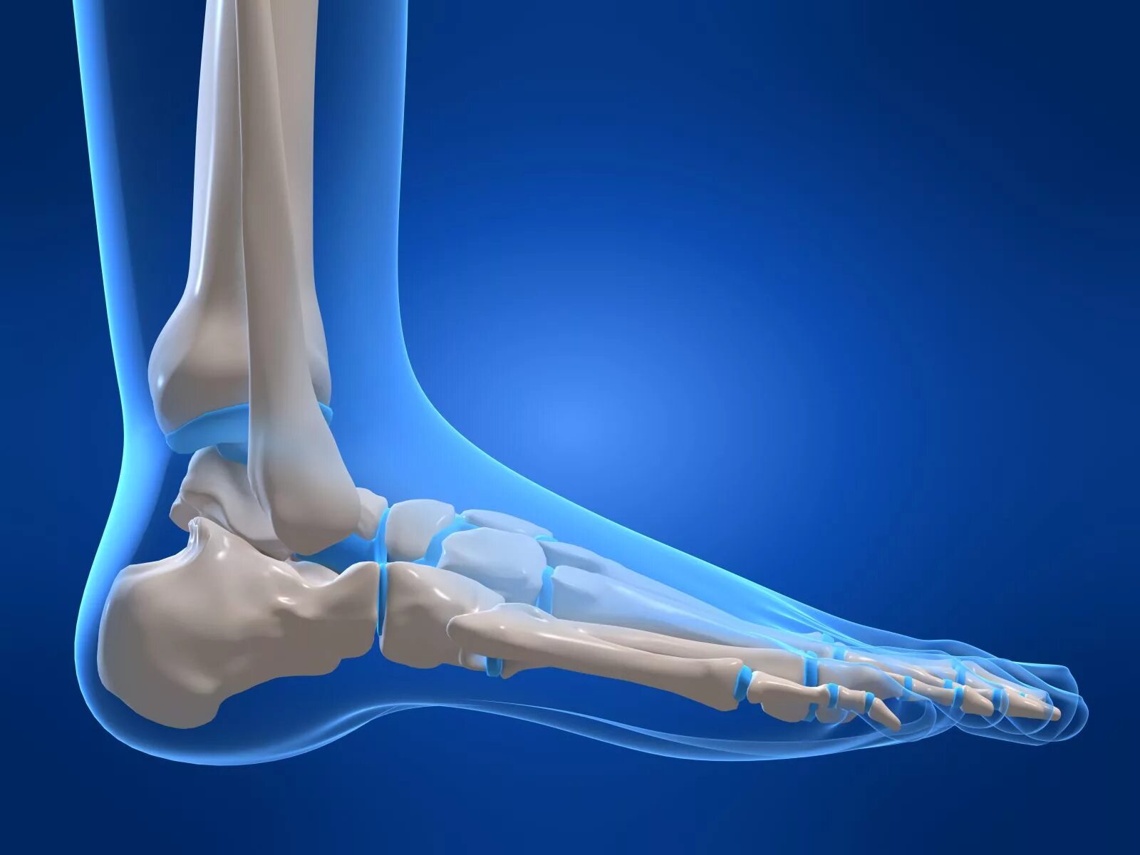Нога человека щиколотка. Кости стопы голеностопный сустав. Скелет голеностопного сустава. Перелом лодыжки анатомия. Анатомия костей голеностопного сустава.