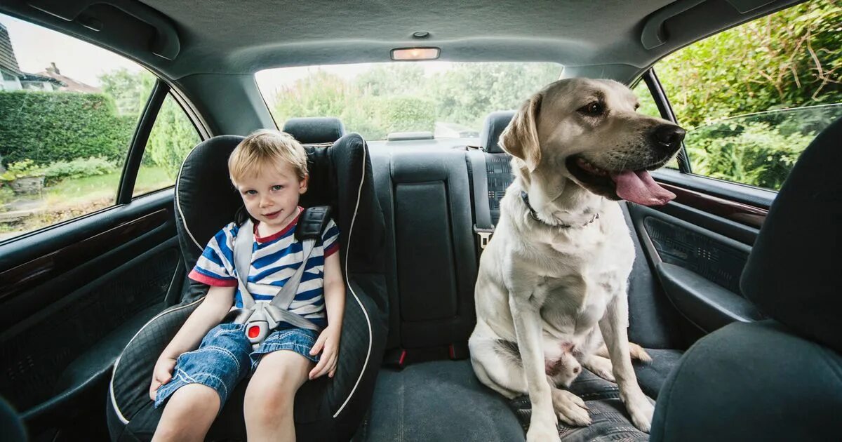 Собака и ребенок в машине. Дог машина. Pet in car. Pet-gob автомобиль. Car 4 pet