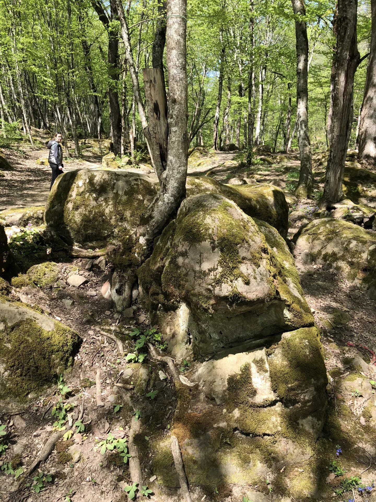 Планческая щель. Посёлок планческая щель краснодарский край. Планческая щель краснодарский. Дольмен планческая щель. Посёлок планческая щель краснодарский край.