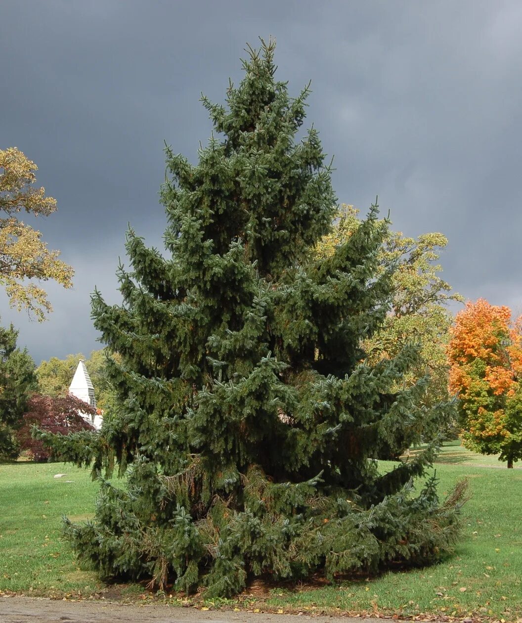 Ель хвойное дуб. Ель европейская Picea Abies. Ель Сибирская Picea obovata. Picea Abies хвоя. Ель обыкновенная (Pícea Ábies).