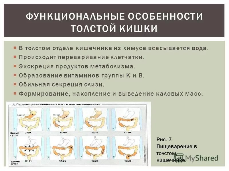 Всасывание в кишечнике. Что всасывается в толстом кишечнике. Всасывание толстого кишечника. Механизм всасывания воды. Вода всасывается в толстом кишечнике.