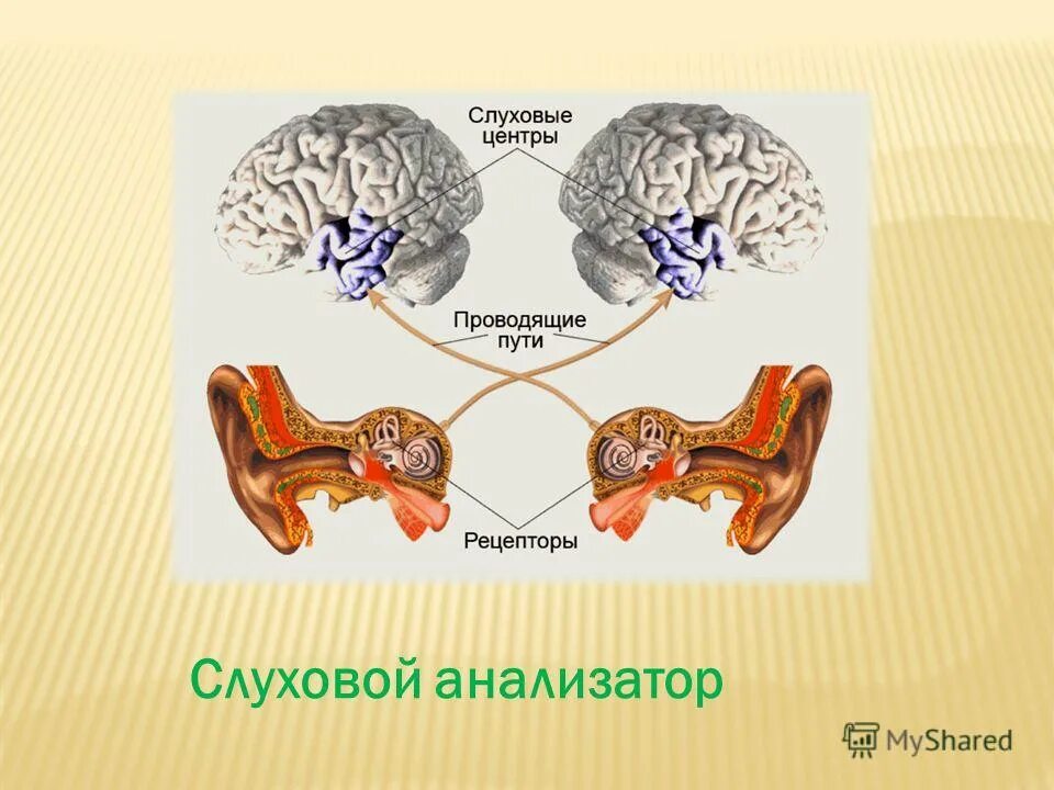 Слуховой анализатор. Слуховой анализатор человека. Центр слухового анализатора. Рецепторы слухового анализатора.